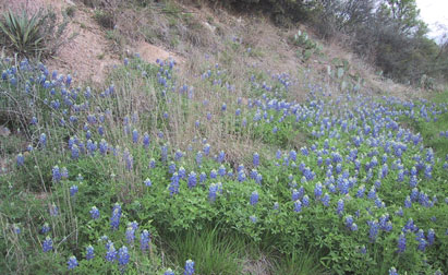 Blue Bonnets, The State Flower Of Texas