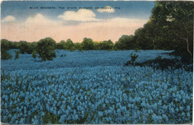 Blue Bonnets, The State Flower Of Texas