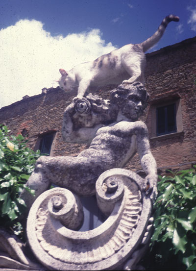 Cats of Cortona