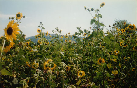 Italian sunflowers